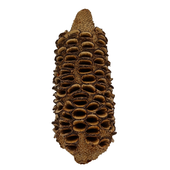 Banksia Nød 15-20 cm