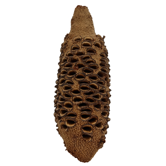 Banksia Nød 20-25 cm