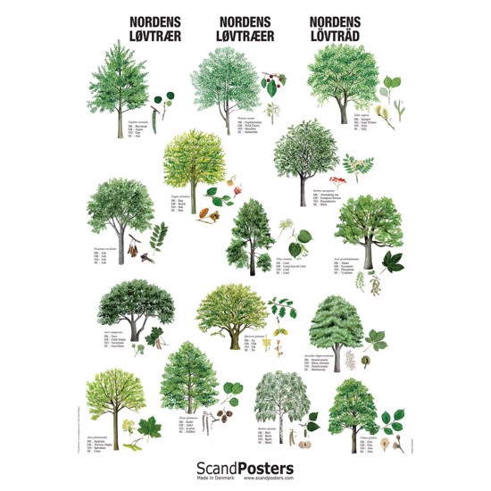 Nordens Løvtræer Plakat | Plakat Med Træer | Hurtig