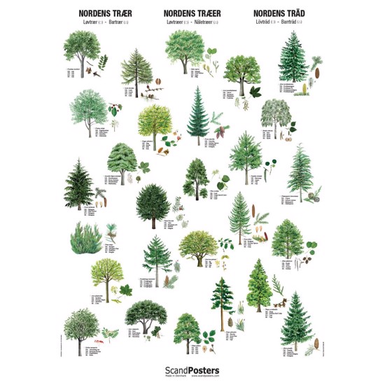 Træ Plakat | Plakat med og Nåletræer Hurtig Levering