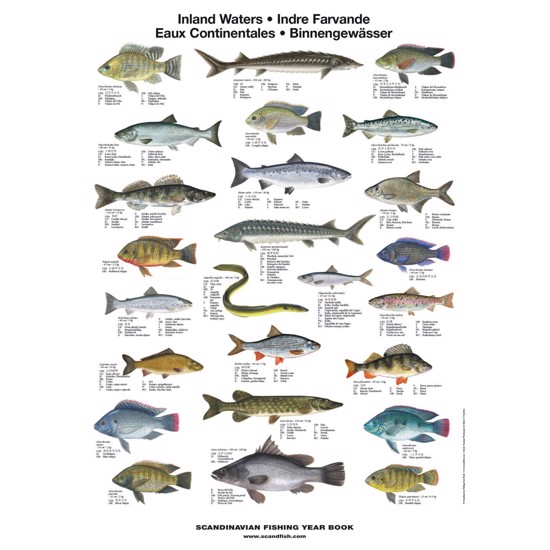 Fisk i Søer & Floder Plakat | Køb online hos Linå