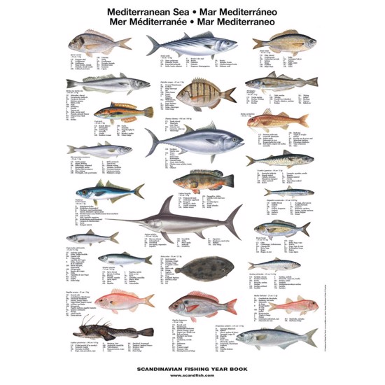Middelhavets Fisk Plakat - | Køb hos Linå webshop